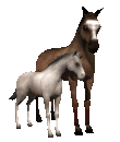 horse_and_foal_md_clr